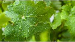 &Pi;&rho;&omicron;&sigma;&tau;&alpha;&sigma;ί&alpha; &Alpha;&mu;&pi;&epsilon;&lambda;&iota;&omicron;ύ &mu;&epsilon;&tau;ά &alpha;&pi;ό &iota;&sigma;&chi;&upsilon;&rho;ή &beta;&rho;&omicron;&chi;ό&pi;&tau;&omega;&sigma;&eta;