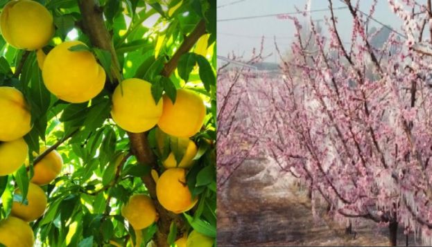 "&Kappa;ό&lambda;&lambda;&eta;&sigma;&epsilon;" &sigma;&tau;&alpha; 40 &lambda;&epsilon;&pi;&tau;ά &eta; &tau;&iota;&mu;ή &sigma;&upsilon;&mu;&pi;ύ&rho;&eta;&nu;&omicron;&upsilon; &rho;&omicron;&delta;ά&kappa;&iota;&nu;&omicron;&upsilon; - &Kappa;&alpha;&mu;ί&alpha; &epsilon;&xi;ή&gamma;&eta;&sigma;&eta; &alpha;&pi;ό &Upsilon;&Pi;&Alpha;&Alpha;&Tau; &gamma;&iota;&alpha; &pi;&alpha;&gamma;&epsilon;&tau;ό&pi;&lambda;&eta;&kappa;&tau;&omicron;&upsilon;&sigmaf; &pi;&omicron;&upsilon; &delta;&epsilon;&nu; έ&lambda;&alpha;&beta;&alpha;&nu; &pi;&rho;&omicron;&kappa;&alpha;&tau;&alpha;&beta;&omicron;&lambda;έ&sigmaf;