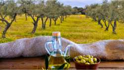 &Epsilon;&lambda;&alpha;&iota;ό&lambda;&alpha;&delta;&omicron;: &Pi;&omicron;&iota;&epsilon;&sigmaf; &omicron;&iota; &epsilon;&kappa;&tau;&iota;&mu;ή&sigma;&epsilon;&iota;&sigmaf; &tau;&omega;&nu; &mu;&epsilon;&tau;&alpha;&pi;&omicron;&iota;&eta;&tau;ώ&nu; &gamma;&iota;&alpha; &tau;&eta;&nu; &tau;&iota;&mu;ή &pi;ώ&lambda;&eta;&sigma;&eta;&sigmaf; &tau;&omicron;&upsilon; &tau;&upsilon;&pi;&omicron;&pi;&omicron;&iota;&eta;&mu;έ&nu;&omicron;&upsilon;