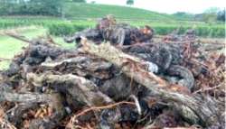 &Kappa;&Epsilon;&Omicron;&Sigma;&Omicron;&Epsilon;: &laquo;&Epsilon;&pi;&epsilon;ί&gamma;&epsilon;&iota;&raquo; &eta; &chi;&rho;&eta;&mu;&alpha;&tau;&omicron;&delta;ό&tau;&eta;&sigma;&eta; &tau;&omega;&nu; &epsilon;&kappa;&rho;&iota;&zeta;ώ&sigma;&epsilon;&omega;&nu;, &alpha;&pi;ό&sigma;&tau;&alpha;&xi;&eta;&sigmaf; &kappa;&alpha;&iota; &tau;&eta;&sigmaf; &iota;&delta;&iota;&omega;&tau;&iota;&kappa;ή&sigmaf; &alpha;&pi;&omicron;&theta;&epsilon;&mu;&alpha;&tau;&omicron;&pi;&omicron;ί&eta;&sigma;&eta;&sigmaf; &gamma;&iota;&alpha; &tau;&omicron;&upsilon;&sigmaf; &Gamma;ά&lambda;&lambda;&omicron;&upsilon;&sigmaf;