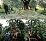 "&Delta;&upsilon;&sigma;&kappa;&omicron;&lambda;&epsilon;ύ&epsilon;&iota;" &eta; &delta;&iota;&alpha;&delta;&iota;&kappa;&alpha;&sigma;ί&alpha; &gamma;&iota;&alpha; &tau;&eta;&nu; έ&lambda;&epsilon;&upsilon;&sigma;&eta; &epsilon;&rho;&gamma;&alpha;&tau;ώ&nu; &gamma;&eta;&sigmaf; - &Mu;&epsilon; &epsilon;&pi;&iota;&pi;&rho;ό&sigma;&theta;&epsilon;&tau;&epsilon;&sigmaf; &gamma;&rho;&alpha;&phi;&epsilon;&iota;&omicron;&kappa;&rho;&alpha;&tau;&iota;&kappa;έ&sigmaf; &delta;&upsilon;&sigma;&kappa;&omicron;&lambda;ί&epsilon;&sigmaf; &tau;&alpha;&lambda;&alpha;&iota;&pi;&omega;&rho;&omicron;ύ&nu; &tau;&omicron;&upsilon;&sigmaf; &alpha;&gamma;&rho;ό&tau;&epsilon;&sigmaf;