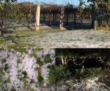 &Alpha;&kappa;&tau;&iota;&nu;ί&delta;&iota;&alpha;: &Iota;&sigma;&chi;&upsilon;&rho;ή &chi;&alpha;&lambda;&alpha;&zeta;ό&pi;&tau;&omega;&sigma;&eta; &pi;&rho;&omicron;&kappa;ά&lambda;&epsilon;&sigma;&epsilon; &mu;&epsilon;&gamma;ά&lambda;&epsilon;&sigmaf; &kappa;&alpha;&tau;&alpha;&sigma;&tau;&rho;&omicron;&phi;έ&sigmaf; &sigma;&epsilon; &alpha;&rho;&kappa;&epsilon;&tau;έ&sigmaf; &pi;&epsilon;&rho;&iota;&omicron;&chi;έ&sigmaf; &tau;&eta;&sigmaf; &Iota;&tau;&alpha;&lambda;ί&alpha;&sigmaf;