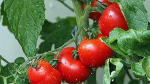 &Gamma;&epsilon;&omega;&rho;&gamma;&iota;&kappa;έ&sigmaf; &pi;&rho;&omicron;&epsilon;&iota;&delta;&omicron;&pi;&omicron;&iota;ή&sigma;&epsilon;&iota;&sigmaf; &gamma;&iota;&alpha; &tau;&eta;&nu; &upsilon;&pi;&alpha;ί&theta;&rho;&iota;&alpha; &tau;&omicron;&mu;ά&tau;&alpha;