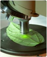 &Alpha;&nu;ά&lambda;&upsilon;&sigma;&eta; &phi;ύ&lambda;&lambda;&omega;&nu;, &pi;&rho;&omicron;ϋ&pi;ό&theta;&epsilon;&sigma;&eta; &gamma;&iota;&alpha; &tau;&eta; &sigma;&omega;&sigma;&tau;ή &theta;&rho;έ&psi;&eta; &tau;&omega;&nu; &omicron;&pi;&omega;&rho;&omicron;&phi;ό&rho;&omega;&nu; &delta;έ&nu;&tau;&rho;&omega;&nu;