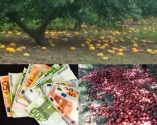 &Gamma;&iota;&alpha; &tau;&omicron; &nu;έ&omicron; έ&tau;&omicron;&sigmaf; &omicron;&delta;&epsilon;ύ&omicron;&upsilon;&nu; &omicron;&iota; &epsilon;&nu;&iota;&sigma;&chi;ύ&sigma;&epsilon;&iota;&sigmaf; Deminimis &sigma;&tau;&omicron;&upsilon;&sigmaf; &rho;&omicron;&delta;&alpha;&kappa;&iota;&nu;&omicron;&pi;&alpha;&rho;&alpha;&gamma;&omega;&gamma;&omicron;ύ&sigmaf;