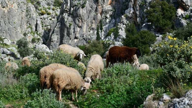&Beta;&iota;&omicron;&lambda;&omicron;&gamma;&iota;&kappa;ή &pi;&alpha;&rho;&alpha;&gamma;&omega;&gamma;ή: &Upsilon;&psi;&eta;&lambda;ά &pi;&omicron;&sigma;&omicron;&sigma;&tau;ά &mu;&eta; &sigma;&upsilon;&mu;&mu;ό&rho;&phi;&omega;&sigma;&eta;&sigmaf; &sigma;&epsilon; &epsilon;&lambda;έ&gamma;&chi;&omicron;&upsilon;&sigmaf; &gamma;&iota;&alpha; &mu;&epsilon;&lambda;&iota;&sigma;&sigma;&omicron;&kappa;&omicron;&mu;ί&alpha; &kappa;&alpha;&iota; &kappa;&tau;&eta;&nu;&omicron;&tau;&rho;&omicron;&phi;ί&alpha;