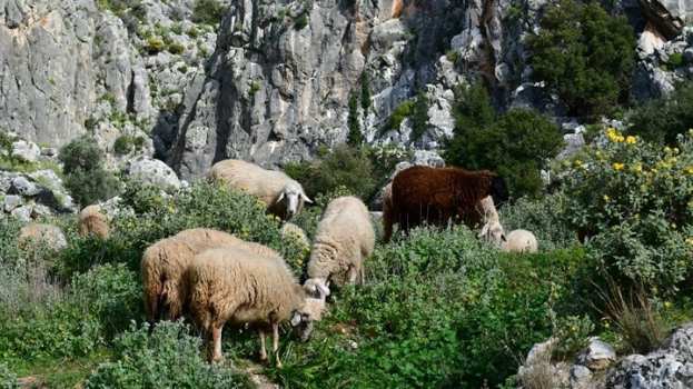 &Beta;&iota;&omicron;&lambda;&omicron;&gamma;&iota;&kappa;ή &pi;&alpha;&rho;&alpha;&gamma;&omega;&gamma;ή: &Upsilon;&psi;&eta;&lambda;ά &pi;&omicron;&sigma;&omicron;&sigma;&tau;ά &mu;&eta; &sigma;&upsilon;&mu;&mu;ό&rho;&phi;&omega;&sigma;&eta;&sigmaf; &sigma;&epsilon; &epsilon;&lambda;έ&gamma;&chi;&omicron;&upsilon;&sigmaf; &gamma;&iota;&alpha; &mu;&epsilon;&lambda;&iota;&sigma;&sigma;&omicron;&kappa;&omicron;&mu;ί&alpha; &kappa;&alpha;&iota; &kappa;&tau;&eta;&nu;&omicron;&tau;&rho;&omicron;&phi;ί&alpha;