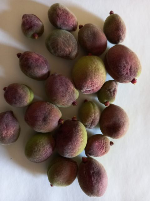 &Epsilon;&pi;ί&sigma;&pi;&epsilon;&upsilon;&sigma;&eta; &tau;&omega;&nu; &delta;&iota;&alpha;&delta;&iota;&kappa;&alpha;&sigma;&iota;ώ&nu; &gamma;&iota;&alpha; &tau;&iota;&sigmaf; &alpha;&pi;&omicron;&zeta;&eta;&mu;&iota;ώ&sigma;&epsilon;&iota;&sigmaf; &sigma;&tau;&omicron;&upsilon;&sigmaf; &pi;&alpha;&rho;&alpha;&gamma;&omega;&gamma;&omicron;ύ&sigmaf; &alpha;&pi;ό &tau;&omicron;&nu; &pi;&alpha;&gamma;&epsilon;&tau;ό &zeta;&eta;&tau;ά &omicron; &delta;ή&mu;&alpha;&rho;&chi;&omicron;&sigmaf; &Nu;ά&omicron;&upsilon;&sigma;&alpha;&sigmaf;