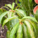 &Pi;&omega;&sigmaf; &nu;&alpha; &epsilon;&nu;&tau;&omicron;&pi;ί&sigma;&epsilon;&tau;&epsilon; &kappa;&alpha;&iota; &nu;&alpha; &alpha;&nu;&tau;&iota;&mu;&epsilon;&tau;&omega;&pi;ί&sigma;&epsilon;&tau;&epsilon; &tau;&omicron;&nu; &tau;&epsilon;&tau;&rho;ά&nu;&upsilon;&chi;&omicron; - Έ&nu;&alpha;&sigmaf; &omicron;&lambda;&omicron;&kappa;&lambda;&eta;&rho;&omega;&mu;έ&nu;&omicron;&sigmaf; &omicron;&delta;&eta;&gamma;ό&sigmaf;