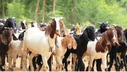 &Xi;&epsilon;&kappa;ί&nu;&eta;&sigma;&epsilon; &eta; &alpha;&pi;&omicron;&gamma;&rho;&alpha;&phi;ή &zeta;&omega;&iota;&kappa;&omicron;ύ &kappa;&epsilon;&phi;&alpha;&lambda;&alpha;ί&omicron;&upsilon; &alpha;&iota;&gamma;&omicron;&pi;&rho;&omicron;&beta;ά&tau;&omega;&nu; - &chi;&omicron;&iota;&rho;&iota;&nu;ώ&nu; &sigma;&tau;&eta;&nu; &Pi;&epsilon;&rho;&iota;&phi;έ&rho;&epsilon;&iota;&alpha; &Delta;&upsilon;&tau;&iota;&kappa;ή&sigmaf; &Epsilon;&lambda;&lambda;ά&delta;&alpha;&sigmaf;