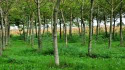 &Kappa;&alpha;&lambda;&lambda;&iota;έ&rho;&gamma;&epsilon;&iota;&alpha; &Kappa;&alpha;&rho;&upsilon;&delta;&iota;ά&sigmaf;: &Sigma;&kappa;έ&phi;&tau;&epsilon;&sigma;&alpha;&iota; &nu;&alpha; &kappa;&alpha;&lambda;&lambda;&iota;&epsilon;&rho;&gamma;ή&sigma;&epsilon;&iota;&sigmaf; &kappa;&alpha;&rho;ύ&delta;&iota;&alpha;?