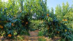 &Eta;&mu;&alpha;&theta;ί&alpha;: &Pi;&omega;&lambda;&omicron;ύ&nu;&tau;&alpha;&iota; &delta;ύ&omicron; &chi;&omega;&rho;ά&phi;&iota;&alpha; &mu;&epsilon; &rho;&omicron;&delta;&alpha;&kappa;&iota;&nu;&iota;έ&sigmaf;