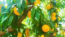 &Delta;&iota;&alpha;&kappa;ί&nu;&eta;&sigma;&eta; &beta;&iota;&omicron;&mu;&eta;&chi;&alpha;&nu;&iota;&kappa;&omicron;ύ &rho;&omicron;&delta;ά&kappa;&iota;&nu;&omicron;&upsilon;: &Sigma;ύ&sigma;&kappa;&epsilon;&psi;&eta; &Epsilon;&theta;&nu;&iota;&kappa;ή&sigmaf; &Epsilon;&pi;&iota;&tau;&rho;&omicron;&pi;ή&sigmaf; &sigma;&upsilon;&mu;&pi;ύ&rho;&eta;&nu;&omicron;&upsilon; &mu;&epsilon; &Epsilon;&Kappa;&Epsilon; &sigma;&tau;&eta; &Beta;έ&rho;&omicron;&iota;&alpha;, &upsilon;&pi;ό &tau;&eta;&nu; &alpha;&iota;&gamma;ί&delta;&alpha; &tau;&omicron;&upsilon; &Upsilon;&Pi;&Alpha;&Alpha;&Tau;