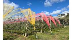 &Phi;&omega;&tau;&omicron;&epsilon;&kappa;&lambda;&epsilon;&kappa;&tau;&iota;&kappa;ά ή &phi;&omega;&tau;&omicron;&epsilon;&pi;&iota;&lambda;&epsilon;&kappa;&tau;&iota;&kappa;ά &delta;ί&chi;&tau;&upsilon;&alpha; &sigma;&tau;&eta; &delta;&epsilon;&nu;&delta;&rho;&omicron;&kappa;&omicron;&mu;ί&alpha;