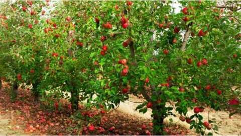 &Epsilon;&rho;ώ&tau;&eta;&sigma;&eta; &sigma;&tau;&eta; &Beta;&omicron;&upsilon;&lambda;ή &gamma;&iota;&alpha; &tau;&eta;&nu; &epsilon;&xi;&alpha;ί&rho;&epsilon;&sigma;&eta; &tau;&omega;&nu; &mu;&eta;&lambda;&omicron;&pi;&alpha;&rho;&alpha;&gamma;&omega;&gamma;ώ&nu; &alpha;&pi;ό &tau;&iota;&sigmaf; &epsilon;&nu;&iota;&sigma;&chi;ύ&sigma;&epsilon;&iota;&sigmaf; deminimis &kappa;&alpha;&tau;έ&theta;&epsilon;&sigma;&epsilon; &eta; &Theta;. &Tau;&zeta;ά&kappa;&rho;&eta;