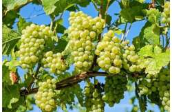 &Pi;.&Epsilon;. &Eta;&mu;&alpha;&theta;ί&alpha;&sigmaf;: &Alpha;&nu;&alpha;&kappa;&omicron;ί&nu;&omega;&sigma;&eta; &gamma;&iota;&alpha; &nu;έ&epsilon;&sigmaf; &Phi;&upsilon;&tau;&epsilon;ύ&sigma;&epsilon;&iota;&sigmaf; &alpha;&mu;&pi;έ&lambda;&omicron;&upsilon; &gamma;&iota;&alpha; &tau;&omicron; έ&tau;&omicron;&sigmaf; 2023