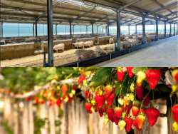 &Pi;&rho;&omicron;&tau;&rho;&omicron;&pi;ή &Alpha;&upsilon;&gamma;&epsilon;&nu;ά&kappa;&eta; &sigma;&epsilon; &phi;&rho;&alpha;&omicron;&upsilon;&lambda;&omicron;&pi;&alpha;&rho;&alpha;&gamma;&omega;&gamma;&omicron;ύ&sigmaf; &tau;&eta;&sigmaf; &Mu;&alpha;&nu;&omicron;&lambda;ά&delta;&alpha;&sigmaf; &nu;&alpha; &sigma;&upsilon;&sigma;&tau;ή&sigma;&omicron;&upsilon;&nu; &Delta;&iota;&epsilon;&pi;&alpha;&gamma;&gamma;&epsilon;&lambda;&mu;&alpha;&tau;&iota;&kappa;ή - &Sigma;&upsilon;&nu;&alpha;&nu;&tau;ή&sigma;&epsilon;&iota;&sigmaf; &kappa;&alpha;&iota; &mu;&epsilon; &kappa;&tau;&eta;&nu;&omicron;&tau;&rho;ό&phi;&omicron;&upsilon;&sigmaf; &sigma;&tau;&eta;&nu; &Alpha;&chi;&alpha;ΐ&alpha;