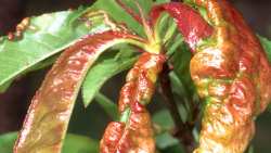 &Omicron; &epsilon;&xi;ώ&alpha;&sigma;&kappa;&omicron;&sigmaf; &sigma;&tau;&alpha; &pi;&upsilon;&rho;&eta;&nu;ό&kappa;&alpha;&rho;&pi;&alpha; &kappa;&alpha;&iota; &eta; &alpha;&nu;&tau;&iota;&mu;&epsilon;&tau;ώ&pi;&iota;&sigma;&eta; &tau;&omicron;&upsilon;