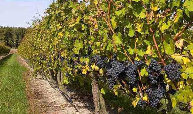 &Gamma;&epsilon;&omega;&rho;&gamma;&iota;&kappa;έ&sigmaf; &Pi;&rho;&omicron;&epsilon;&iota;&delta;&omicron;&pi;&omicron;&iota;ή&sigma;&epsilon;&iota;&sigmaf; &Phi;&upsilon;&tau;&omicron;&pi;&rho;&omicron;&sigma;&tau;&alpha;&sigma;ί&alpha;&sigmaf; &gamma;&iota;&alpha; &tau;&omicron; &alpha;&mu;&pi;έ&lambda;&iota;