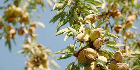 &Omicron;&delta;&eta;&gamma;ί&alpha; &psi;&epsilon;&kappa;&alpha;&sigma;&mu;&omicron;ύ &gamma;&iota;&alpha; &tau;&eta;&nu; &Alpha;&mu;&upsilon;&gamma;&delta;&alpha;&lambda;&iota;ά