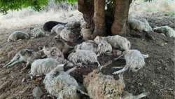 &Kappa;&epsilon;&rho;&alpha;&upsilon;&nu;ό&sigmaf; &sigma;&kappa;ό&tau;&omega;&sigma;&epsilon; &kappa;&omicron;&pi;ά&delta;&iota; &mu;&epsilon; 50 &pi;&rho;ό&beta;&alpha;&tau;&alpha; &sigma;&tau;&omicron; &Mu;έ&tau;&sigma;&omicron;&beta;&omicron; &ndash; &Pi;&omega;&sigmaf; &nu;&alpha; &pi;&rho;&omicron;&sigma;&tau;&alpha;&tau;&epsilon;&upsilon;&theta;&epsilon;ί&tau;&epsilon; &alpha;&pi;ό &kappa;&epsilon;&rho;&alpha;&upsilon;&nu;&omicron;ύ&sigmaf;