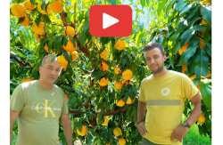 &Sigma;&upsilon;&mu;&pi;ύ&rho;&eta;&nu;&alpha; &rho;&omicron;&delta;ά&kappa;&iota;&nu;&alpha; &mu;&epsilon; &mu;έ&gamma;&epsilon;&theta;&omicron;&sigmaf; &Alpha;&Alpha;&Alpha; (VIDEO &amp; PHOTOS)