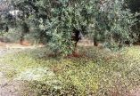 &Sigma;&epsilon; &alpha;&pi;ό&gamma;&nu;&omega;&sigma;&eta; &omicron;&iota; &epsilon;&lambda;&alpha;&iota;&omicron;&pi;&alpha;&rho;&alpha;&gamma;&omega;&gamma;&omicron;ί &sigma;&tau;&eta; &Mu;&epsilon;&sigma;&sigma;&eta;&nu;ί&alpha; - &Zeta;&eta;&tau;&omicron;ύ&nu; ά&mu;&epsilon;&sigma;&alpha; &alpha;&pi;&omicron;&zeta;&eta;&mu;&iota;ώ&sigma;&epsilon;&iota;&sigmaf; &kappa;&alpha;&iota; &alpha;&pi;&alpha;&lambda;&lambda;&alpha;&gamma;ή &alpha;&pi;ό &tau;&eta;&nu; &epsilon;&iota;&sigma;&phi;&omicron;&rho;ά &delta;&alpha;&kappa;&omicron;&kappa;&tau;&omicron;&nu;ί&alpha;&sigmaf;