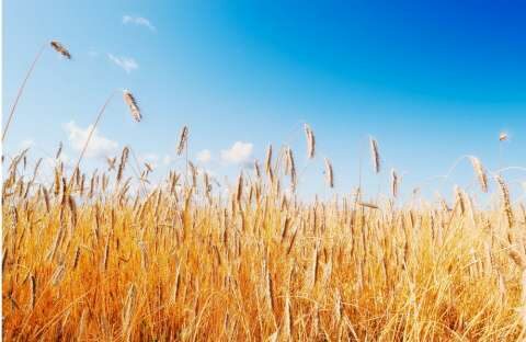 &Pi;&alpha;&gamma;&kappa;ό&sigma;&mu;&iota;&alpha; &epsilon;&pi;&iota;&sigma;&iota;&tau;&iota;&sigma;&tau;&iota;&kappa;ή &kappa;&rho;ί&sigma;&eta;: &Mu;&pi;&omicron;&rho;&epsilon;ί &eta; &sigma;&upsilon;&mu;&phi;&omega;&nu;ί&alpha; &gamma;&iota;&alpha; &tau;&alpha; &sigma;&iota;&tau;&eta;&rho;ά &tau;&eta;&sigmaf; &Omicron;&upsilon;&kappa;&rho;&alpha;&nu;ί&alpha;&sigmaf; &nu;&alpha; &omicron;&delta;&eta;&gamma;ή&sigma;&epsilon;&iota; &sigma;&epsilon; &alpha;&pi;&omicron;&kappa;&lambda;&iota;&mu;ά&kappa;&omega;&sigma;&eta;