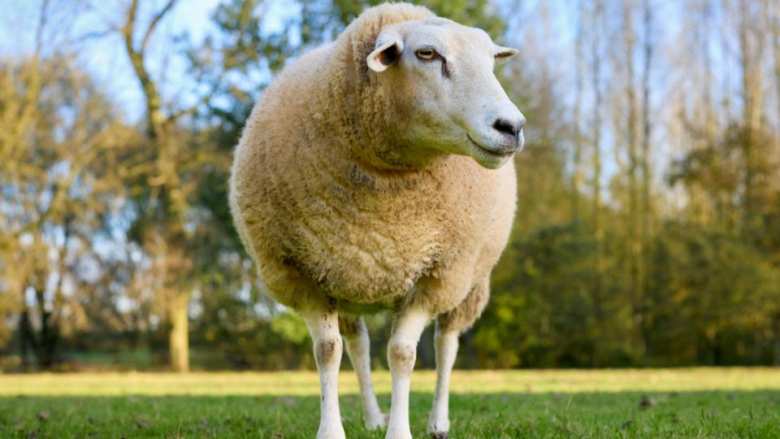 &Upsilon;&Pi;&Alpha;&Alpha;&Tau;: &Sigma;&tau;&alpha; 20 &tau;&alpha; &epsilon;&pi;&iota;&beta;&epsilon;&beta;&alpha;&iota;&omega;&mu;έ&nu;&alpha; &kappa;&rho;&omicron;ύ&sigma;&mu;&alpha;&tau;&alpha; &alpha;&phi;&theta;ώ&delta;&omicron;&upsilon;&sigmaf; &pi;&upsilon;&rho;&epsilon;&tau;&omicron;ύ &sigma;&tau;&eta; &Lambda;έ&sigma;&beta;&omicron; &ndash; &Delta;ύ&omicron; &nu;έ&alpha; &kappa;&rho;&omicron;ύ&sigma;&mu;&alpha;&tau;&alpha; &sigma;&epsilon; &tau;έ&sigma;&sigma;&epsilon;&rho;&iota;&sigmaf; &epsilon;&kappa;&tau;&rho;&omicron;&phi;έ&sigmaf;