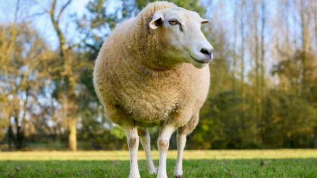 &Upsilon;&Pi;&Alpha;&Alpha;&Tau;: &Sigma;&tau;&alpha; 20 &tau;&alpha; &epsilon;&pi;&iota;&beta;&epsilon;&beta;&alpha;&iota;&omega;&mu;έ&nu;&alpha; &kappa;&rho;&omicron;ύ&sigma;&mu;&alpha;&tau;&alpha; &alpha;&phi;&theta;ώ&delta;&omicron;&upsilon;&sigmaf; &pi;&upsilon;&rho;&epsilon;&tau;&omicron;ύ &sigma;&tau;&eta; &Lambda;έ&sigma;&beta;&omicron; &ndash; &Delta;ύ&omicron; &nu;έ&alpha; &kappa;&rho;&omicron;ύ&sigma;&mu;&alpha;&tau;&alpha; &sigma;&epsilon; &tau;έ&sigma;&sigma;&epsilon;&rho;&iota;&sigmaf; &epsilon;&kappa;&tau;&rho;&omicron;&phi;έ&sigmaf;