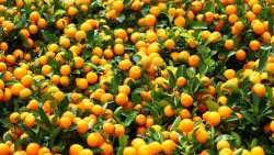 &Gamma;&epsilon;&omega;&rho;&gamma;&iota;&kappa;έ&sigmaf; &pi;&rho;&omicron;&epsilon;&iota;&delta;&omicron;&pi;&omicron;&iota;ή&sigma;&epsilon;&iota;&sigmaf; &gamma;&iota;&alpha; &tau;&alpha; &epsilon;&sigma;&pi;&epsilon;&rho;&iota;&delta;&omicron;&epsilon;&iota;&delta;ή