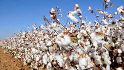 &Beta;&alpha;&mu;&beta;ά&kappa;&iota;: &Tau;&alpha; &beta;&alpha;&sigma;&iota;&kappa;ά &beta;ή&mu;&alpha;&tau;&alpha; &epsilon;&kappa;&kappa;ό&kappa;&kappa;&iota;&sigma;&eta;&sigmaf;