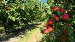 &Tau;&omicron; &zeta;ή&tau;&eta;&mu;&alpha; &tau;&omega;&nu; &alpha;&pi;&omicron;&zeta;&eta;&mu;&iota;ώ&sigma;&epsilon;&omega;&nu; &alpha;&pi;ό &tau;&iota;&sigmaf; &beta;&rho;&omicron;&chi;&omicron;&pi;&tau;ώ&sigma;&epsilon;&iota;&sigmaf; &phi;έ&rho;&nu;&epsilon;&iota; &sigma;&tau;&eta; &Beta;&omicron;&upsilon;&lambda;ή &omicron; &Tau;ά&sigma;&omicron;&sigmaf; &Mu;&pi;&alpha;&rho;&tau;&zeta;ώ&kappa;&alpha;&sigmaf; &gamma;&iota;&alpha; &beta;&epsilon;&rho;ί&kappa;&omicron;&kappa;&alpha; &kappa;&alpha;&iota; &delta;&alpha;&mu;ά&sigma;&kappa;&eta;&nu;&alpha;