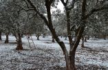 &Epsilon;&nu;&eta;&mu;έ&rho;&omega;&sigma;&eta; &pi;&alpha;&rho;&alpha;&gamma;&omega;&gamma;ώ&nu; &kappa;&alpha;&rho;&pi;&omicron;&phi;ό&rho;&omega;&nu; &delta;έ&nu;&tau;&rho;&omega;&nu; - &Pi;&omicron;&iota;&epsilon;&sigmaf; &omicron;&iota; &alpha;&nu;&tau;&omicron;&chi;έ&sigmaf; &kappa;&alpha;&iota; &omicron;&iota; &kappa;&alpha;&lambda;&lambda;&iota;&epsilon;&rho;&gamma;&eta;&tau;&iota;&kappa;έ&sigmaf; &phi;&rho;&omicron;&nu;&tau;ί&delta;&epsilon;&sigmaf; &mu;&epsilon;&tau;ά &alpha;&pi;ό &pi;&alpha;&gamma;&epsilon;&tau;ό