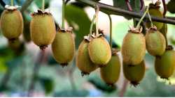 &laquo;&Chi;&rho;&upsilon;&sigma;έ&sigmaf;&raquo; &epsilon;&pi;&iota;&delta;ό&sigma;&epsilon;&iota;&sigmaf; &gamma;&iota;&alpha; &tau;&omicron; &epsilon;&lambda;&lambda;&eta;&nu;&iota;&kappa;ό &alpha;&kappa;&tau;&iota;&nu;ί&delta;&iota;&omicron; &sigma;&tau;&iota;&sigmaf; &alpha;&gamma;&omicron;&rho;έ&sigmaf; &tau;&omicron;&upsilon; &kappa;ό&sigma;&mu;&omicron;&upsilon; &mu;&epsilon; &tau;&zeta;ί&rho;&omicron; &rho;&epsilon;&kappa;ό&rho; &pi;ά&nu;&omega; &alpha;&pi;ό 305 &epsilon;&kappa;&alpha;&tau;. &epsilon;&upsilon;&rho;ώ