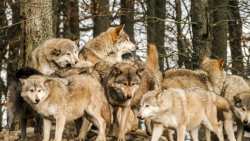 &Alpha;&gamma;έ&lambda;&eta; &alpha;&pi;&omicron;&tau;&epsilon;&lambda;&omicron;ύ&mu;&epsilon;&nu;&eta; &alpha;&pi;ό &epsilon;&nu;&nu;έ&alpha; &lambda;ύ&kappa;&omicron;&upsilon;&sigmaf; - &Sigma;&epsilon; &alpha;&pi;ό&gamma;&nu;&omega;&sigma;&eta; &omicron;&iota; &kappa;&tau;&eta;&nu;&omicron;&tau;&rho;ό&phi;&omicron;&iota; &sigma;&tau;&eta;&nu; &Pi;&epsilon;&lambda;&omicron;&pi;ό&nu;&nu;&eta;&sigma;&omicron; (&Beta;ί&nu;&tau;&epsilon;&omicron;)