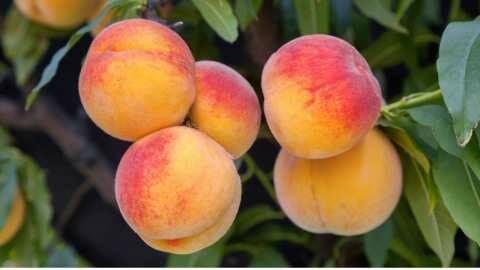 &Kappa;&epsilon;&rho;&delta;ί&zeta;&omicron;&upsilon;&nu; &tau;&eta;&nu; &alpha;&gamma;&omicron;&rho;ά &tau;&alpha; &pi;&upsilon;&rho;&eta;&nu;ό&kappa;&alpha;&rho;&pi;&alpha; &phi;&rho;&omicron;ύ&tau;&alpha; &tau;&eta;&sigmaf; &Nu;ό&tau;&iota;&alpha;&sigmaf; &Alpha;&phi;&rho;&iota;&kappa;ή&sigmaf;