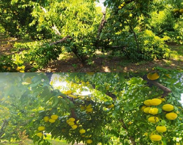 &Zeta;&eta;&mu;&iota;έ&sigmaf; &alpha;&pi;ό &alpha;έ&rho;&eta;&delta;&epsilon;&sigmaf; &kappa;&alpha;&iota; &beta;&rho;&omicron;&chi;ό&pi;&tau;&omega;&sigma;&eta; &sigma;&tau;&alpha; "&tau;&epsilon;&lambda;&epsilon;&upsilon;&tau;&alpha;ί&alpha;" &rho;&omicron;&delta;ά&kappa;&iota;&nu;&alpha; &kappa;&alpha;&iota; &nu;&epsilon;&kappa;&tau;&alpha;&rho;ί&nu;&iota;&alpha; - &Epsilon;&nu; &alpha;&nu;&alpha;&mu;&omicron;&nu;ή &pi;&rho;&omicron;&kappa;&alpha;&tau;&alpha;&beta;&omicron;&lambda;ώ&nu; &kappa;&alpha;&iota; &alpha;ύ&xi;&eta;&sigma;&eta; &tau;&iota;&mu;ώ&nu;