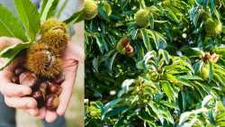 Ό&lambda;&alpha; ό&sigma;&alpha; &pi;&rho;έ&pi;&epsilon;&iota; &nu;&alpha; &gamma;&nu;&omega;&rho;ί&zeta;&omicron;&upsilon;&mu;&epsilon; &gamma;&iota;&alpha; &tau;&eta; &sigma;&upsilon;&gamma;&kappa;&omicron;&mu;&iota;&delta;ή &kappa;&alpha;&sigma;&tau;&alpha;&nu;&iota;ά&sigmaf; &mu;έ&chi;&rho;&iota; &kappa;&alpha;&iota; &tau;&eta; &sigma;&upsilon;&nu;&tau;ή&rho;&eta;&sigma;&eta;