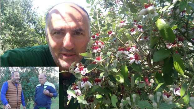 &Sigma;&epsilon; &pi;&lambda;ή&rho;&eta; &alpha;&nu;&theta;&omicron;&phi;&omicron;&rho;ί&alpha; &tau;&alpha; feijoa - &Eta; &delta;&epsilon;&nu;&delta;&rho;&omicron;&kappa;&alpha;&lambda;&lambda;&iota;έ&rho;&gamma;&epsilon;&iota;&alpha; &mu;&epsilon; &mu;&eta;&delta;&alpha;&mu;&iota;&nu;ά έ&xi;&omicron;&delta;&alpha; &kappa;&alpha;&iota; &iota;&kappa;&alpha;&nu;&omicron;&pi;&omicron;&iota;&eta;&tau;&iota;&kappa;ά &kappa;έ&rho;&delta;&eta; (&Beta;ί&nu;&tau;&epsilon;&omicron;)