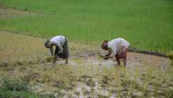 &Nu;έ&alpha; &eta;&lambda;&epsilon;&kappa;&tau;&rho;&omicron;&nu;&iota;&kappa;ή &pi;&lambda;&alpha;&tau;&phi;ό&rho;&mu;&alpha; &alpha;&iota;&tau;ή&sigma;&epsilon;&omega;&nu; &gamma;&iota;&alpha; &mu;&epsilon;&tau;&alpha;&kappa;&lambda;ή&sigma;&epsilon;&iota;&sigmaf; &epsilon;&pi;&omicron;&chi;&iota;&kappa;ώ&nu; &epsilon;&rho;&gamma;&alpha;&zeta;&omicron;&mu;έ&nu;&omega;&nu; &alpha;&pi;ό &tau;&eta;&nu; &Alpha;ί&gamma;&upsilon;&pi;&tau;&omicron;