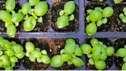 EE: &Nu;έ&omicron;&iota; &kappa;&alpha;&nu;&omicron;&nu;&iota;&sigma;&mu;&omicron;ί &gamma;&iota;&alpha; &tau;&omicron; &phi;&upsilon;&tau;&iota;&kappa;ό &pi;&omicron;&lambda;&lambda;&alpha;&pi;&lambda;&alpha;&sigma;&iota;&alpha;&sigma;&tau;&iota;&kappa;ό &upsilon;&lambda;&iota;&kappa;ό