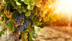 &Gamma;&epsilon;&omega;&rho;&gamma;&iota;&kappa;έ&sigmaf; &pi;&rho;&omicron;&epsilon;&iota;&delta;&omicron;&pi;&omicron;&iota;ή&sigma;&epsilon;&iota;&sigmaf; &gamma;&iota;&alpha; &tau;&omicron; &Alpha;&mu;&pi;έ&lambda;&iota;