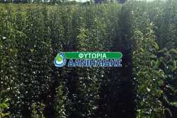 &Delta;&iota;&alpha;&theta;έ&sigma;&iota;&mu;&epsilon;&sigmaf; &pi;&omicron;&iota;&kappa;&iota;&lambda;ί&epsilon;&sigmaf; &alpha;&chi;&lambda;&alpha;&delta;&iota;ά&sigmaf; Wiiliams &kappa;&alpha;&iota; Highland (2025)