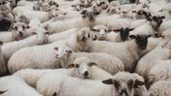 &Alpha;&iota;&gamma;&omicron;&pi;&rho;ό&beta;&alpha;&tau;&alpha;: &Epsilon;&pi;&tau;ά &nu;έ&alpha; &kappa;&rho;&omicron;ύ&sigma;&mu;&alpha;&tau;&alpha; &epsilon;&upsilon;&lambda;&omicron;&gamma;&iota;ά&sigmaf; - &Upsilon;&gamma;&epsilon;&iota;&omicron;&nu;&omicron;&mu;&iota;&kappa;ή &laquo;&beta;ό&mu;&beta;&alpha;&raquo; &omicron;&iota; &kappa;&tau;&eta;&nu;&omicron;&tau;&rho;&omicron;&phi;&iota;&kappa;έ&sigmaf; &mu;&omicron;&nu;ά&delta;&epsilon;&sigmaf; &sigma;&tau;&eta; &Mu;&alpha;&gamma;&nu;&eta;&sigma;ί&alpha;