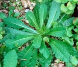 &Alpha;&gamma;&rho;&iota;&omicron;&mu;ά&rho;&omicron;&upsilon;&lambda;&omicron;: &Tau;&alpha; &omicron;&phi;έ&lambda;&eta; &pi;&omicron;&upsilon; &pi;&rho;&omicron;&sigma;&phi;έ&rho;&epsilon;&iota; &sigma;&tau;&eta;&nu; &upsilon;&gamma;&epsilon;ί&alpha; &mu;&alpha;&sigmaf;