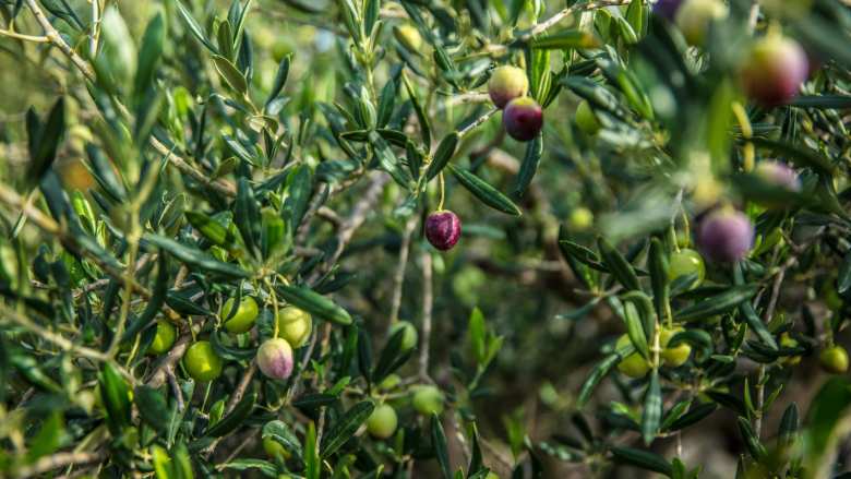 &Gamma;&epsilon;&omega;&rho;&gamma;&iota;&kappa;έ&sigmaf; &pi;&rho;&omicron;&epsilon;&iota;&delta;&omicron;&pi;&omicron;&iota;ή&sigma;&epsilon;&iota;&sigmaf; &gamma;&iota;&alpha; &tau;&eta;&nu; &Epsilon;&lambda;&iota;ά - &Alpha;&gamma;&rho;&omicron;&tau;&iota;&kappa;ά &nu;έ&alpha; IMATHIOTIKGI.GR
