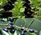 &Epsilon;&nu;&iota;&sigma;&chi;ύ&sigma;&epsilon;&iota;&sigmaf; ή&sigma;&sigma;&omicron;&nu;&omicron;&sigmaf; &sigma;&eta;&mu;&alpha;&sigma;ί&alpha;&sigmaf; (de minimis) &sigma;&epsilon; &epsilon;&pi;&iota;&tau;&rho;&alpha;&pi;έ&zeta;&iota;&alpha; &Epsilon;&lambda;&iota;ά &kappa;&alpha;&iota; &kappa;&alpha;&pi;&nu;ά &pi;&omicron;&iota;&kappa;&iota;&lambda;ί&alpha;&sigmaf; &Beta;&iota;&rho;&tau;&zeta;ί&nu;&iota;&alpha;