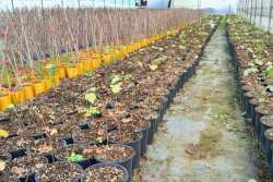 &Nu;έ&epsilon;&sigmaf; &Iota;&tau;&alpha;&lambda;&iota;&kappa;έ&sigmaf; &Pi;&omicron;&iota;&kappa;&iota;&lambda;ί&epsilon;&sigmaf; &Sigma;&upsilon;&kappa;&iota;ά&sigmaf; (2026)