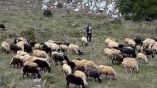&Pi;&epsilon;&rho;&iota;&phi;έ&rho;&epsilon;&iota;&alpha; &Theta;&epsilon;&sigma;&sigma;&alpha;&lambda;ί&alpha;&sigmaf;: &Kappa;&alpha;&tau;&alpha;&nu;&omicron;&mu;ή &Beta;&omicron;&sigma;&kappa;ό&tau;&omicron;&pi;&omega;&nu; 2020